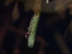 Pentidotea kirchanskii