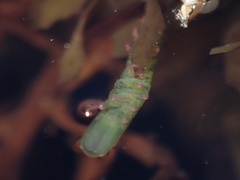 Pentidotea kirchanskii