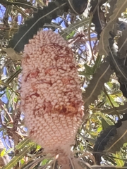 Banksia prionotes