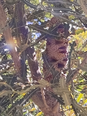 Banksia prionotes