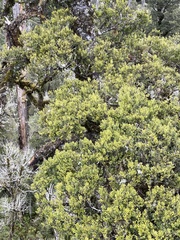 Prumnopitys ferruginea
