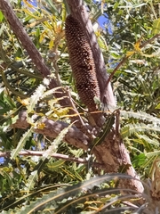 Banksia prionotes