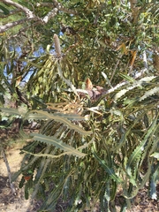 Banksia prionotes