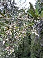 Elaeocarpus dentatus