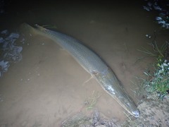 Atractosteus spatula