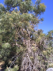 Banksia prionotes