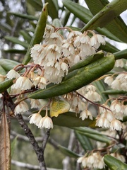 Elaeocarpus dentatus