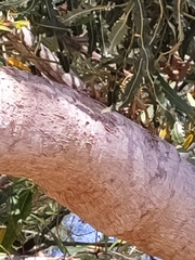 Banksia prionotes