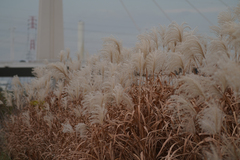 Miscanthus sacchariflorus
