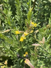 Pearsonia aristata