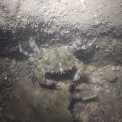Charybdis annulata