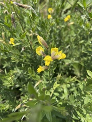 Pearsonia aristata