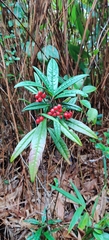 Ardisia lindleyana