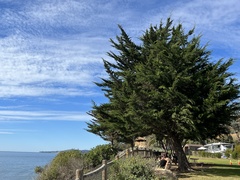 Cupressus macrocarpa