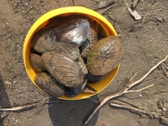 Aculamprotula fibrosa