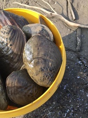Aculamprotula fibrosa