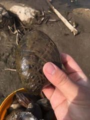 Aculamprotula fibrosa