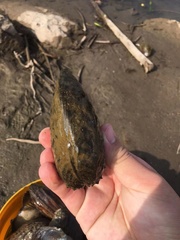 Aculamprotula fibrosa