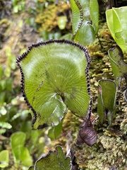 Hymenophyllum nephrophyllum