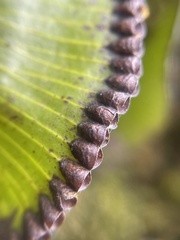 Hymenophyllum nephrophyllum