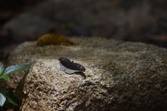 Tanaecia cocytus
