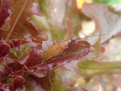 Balta bicolor