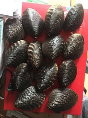 Aculamprotula fibrosa