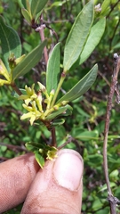 Cryptolepis oblongifolia
