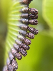 Hymenophyllum nephrophyllum