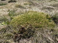 Scleranthus biflorus