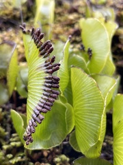 Hymenophyllum nephrophyllum