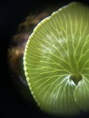 Hymenophyllum nephrophyllum