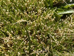 Scleranthus biflorus