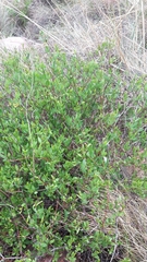 Cryptolepis oblongifolia