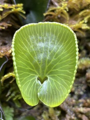 Hymenophyllum nephrophyllum