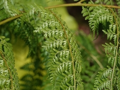 Dennstaedtia scandens