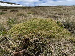 Scleranthus biflorus