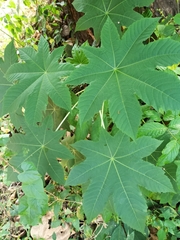 Ricinus communis