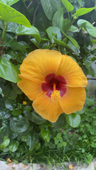 Hibiscus rosa-sinensis