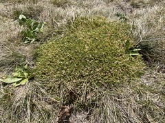 Scleranthus biflorus