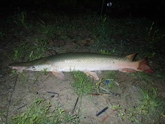 Atractosteus spatula