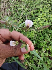 Blepharis maderaspatensis