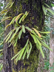 Pyrrosia linearifolia