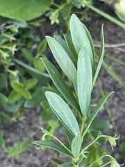 Rotheca hirsuta