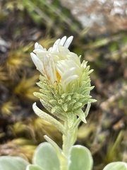 Celmisia discolor
