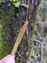 Pyrrosia linearifolia