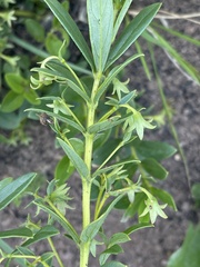 Rotheca hirsuta