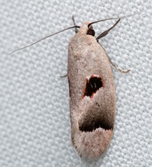 Acanthodela erythrosema