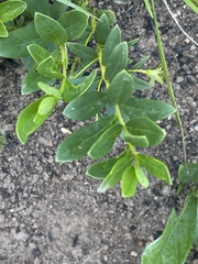 Rotheca hirsuta