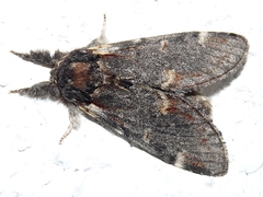 Notodonta dromedarius